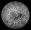 Confocal Retina Opthalmoscope กล้องดิจิตอล Fundus พร้อม FOV 15 °, 30 °, 60 °ขนาดภาพ 1024 * 1024