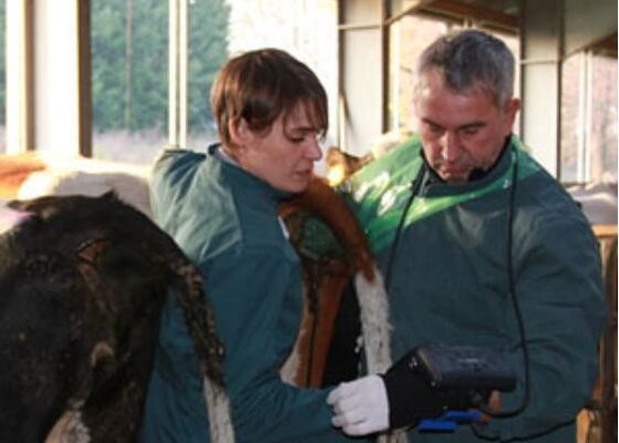 เครื่องสแกนอัลตราซาวนด์สัตวแพทย์แบบดิจิทัล